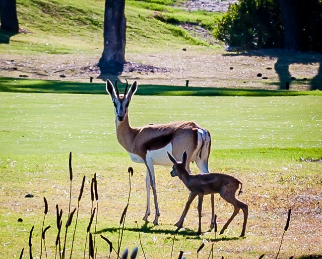 Springböcke auf dem Platz - © Hermanus Golf Club