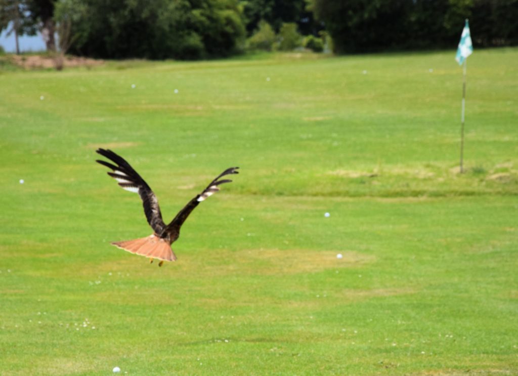 Ein Milan auf der Driving Range des GC Sigmaringen. (Foto: © Dr. Hubert M. Hug)